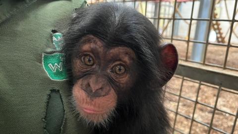 Jane the chimpanzee cuddling her keeper Holly Whylock at Wingham Wildlife Park