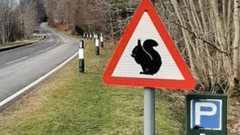 Squirrels sign