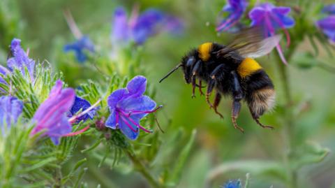 A bumblebee pollinating purple flowers in a garden