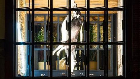 The taxidermied cow hanging from the ceiling at Etica restaurant in Adelaide