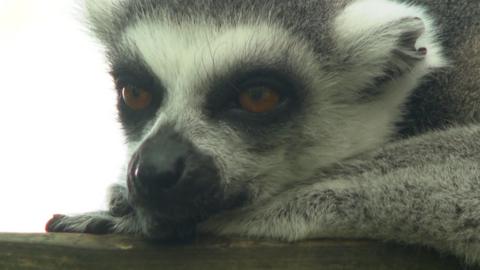 A lemur lies down with its head resting on its paw. It looks peaceful.