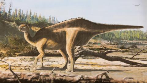 An artist's impression of a dinosaur, which has a beak-like head and a large spine that looks like a sail