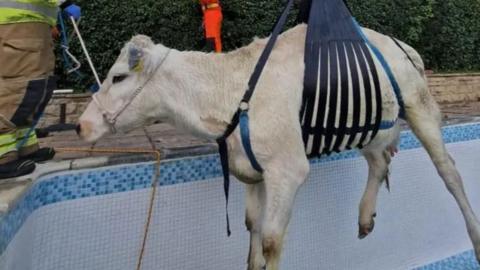 A cow being hoisted out of a swimming pool