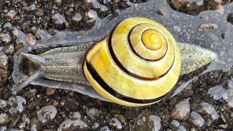 A close-up of a snail on a wet pathway. It has a yellow shell with a brown Fibonacci curve on its back. The brown lip of its shell where it meets its grey body gives it its species name.