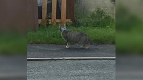 Cat tuna tin stuck around neck