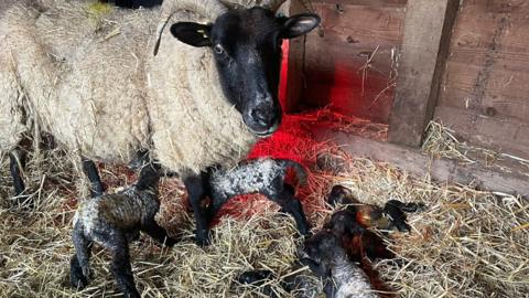 The ewe standing in a barn, with her lambs sitting and standing around her