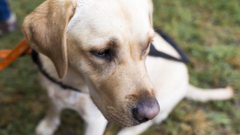 A young service dog