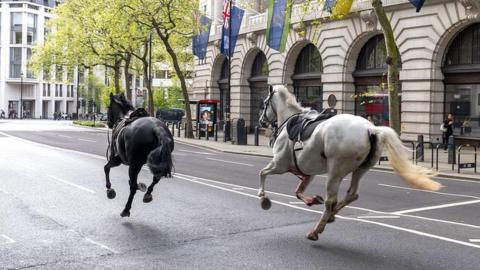 Two horses run all up in tha street near Aldwych