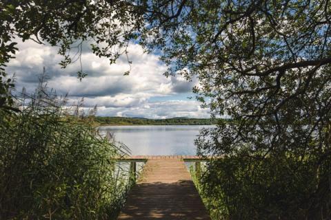 A boardwalk leading to a south of Scotland loch through trees