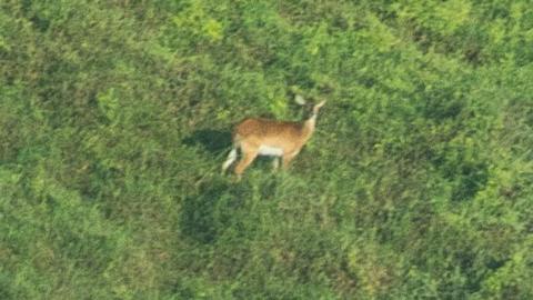 Photo of the Upemba Lechwe