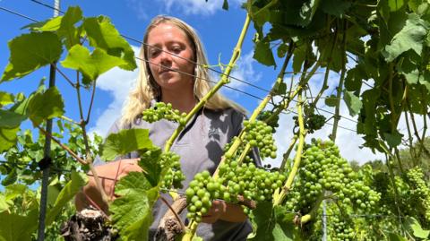 A woman, with blonde hair and wearing a grey top, tends to grape vines with a blue sky behind her