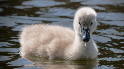 A stock photo of a Cygnet - it is white, fluffy and has a black beak. It is very cute.