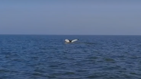 The tail of a humpback whale just above the surface of the sea. It has a white underside with black around the edges.