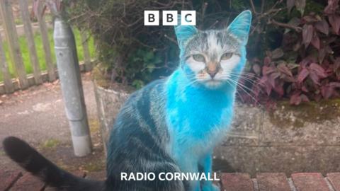 A tabby cat covered in blue powder paint following a nearby gender reveal party