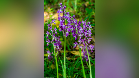A picture of purple orchids in woodland.
