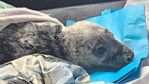 The grey seal pup, which is mottled grey and black. Its head and top of the body are visible. The pup has large black eyes and lies with its chin on a blue tarpaulin. It has a blanket laid over its body.