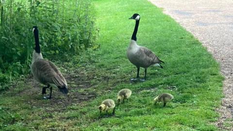 Two geese are standing on grass, alongside three goslings. 