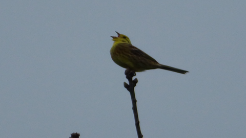 A yellow bird perches on the top of a branch and opens its beak while looking up at the sky.
