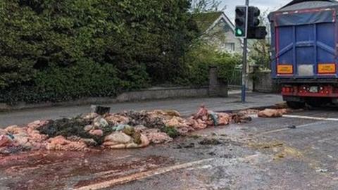 animal carcass on road at newbuildings