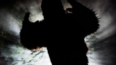 siluete of 'Bigfoot' in a woodland 