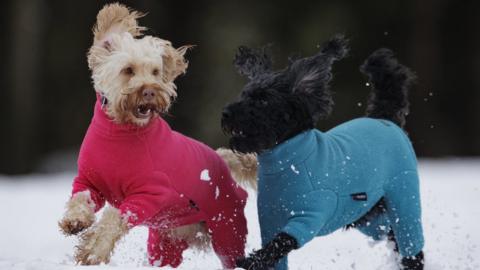 Cockapoo Luna (left) and Daisy play in the snow during a walk at Sixmilewater Park in Ballyclare, Northern Ireland