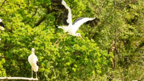 Two white storks against some trees.