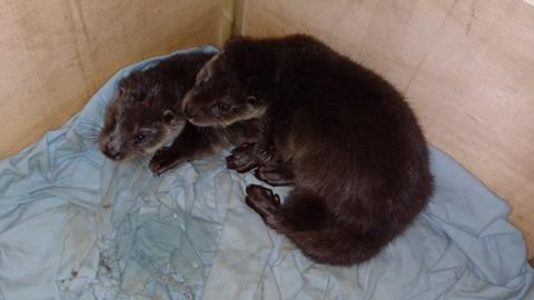 Two small brown otter cubs are in a box with blue blankets underneath them