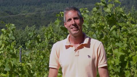 Sam Lindo is standing among his vines at Camel Valley near Bodmin.  He is wearing a peach coloured short sleeved v-neck t-shirt with a collar. Sam has short grey hair and is smiling.