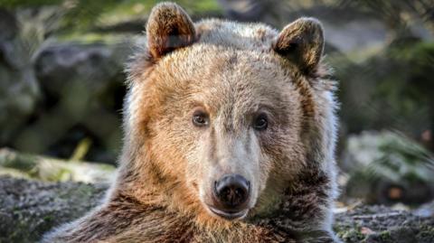 A two-year-old brown bear looks forward. 