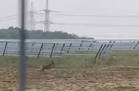A deer can be seen running past row upon row of solar panels with a pylon in the distance.