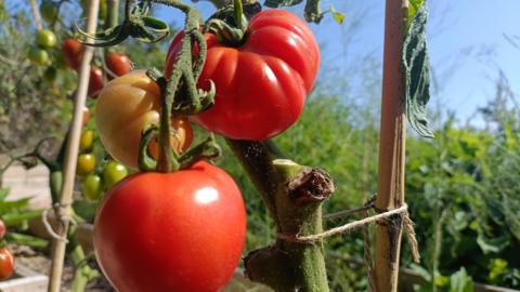 Two ripe tomatoes hang on a plant with several other less ripe tomatoes in the background. The tomato plant dominates the image with a sunny sky in the background.