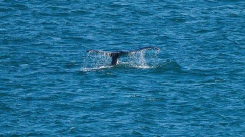 The tail of a humpback whale fluking, with water pouring off it.