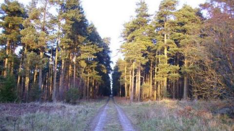 Hawldale Rigg in Dalby Forest