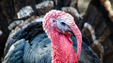 Turkey at a farm