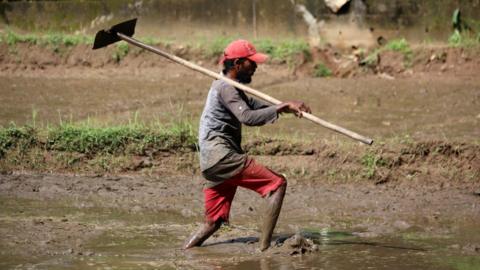 A farmer works at a paddy field in Dekatana, Sri Lanka