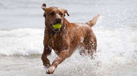 A red coloured medium sized dog with a green tennis ball in its mouth. It is running on the shore. There is water splashing. 