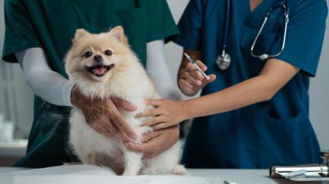 A fluffy Pomeranian dog with light beige fur at a vet being held by a veternary assistant in dark green scrubs while a vet in dark blue scrubs gives the dog an injection