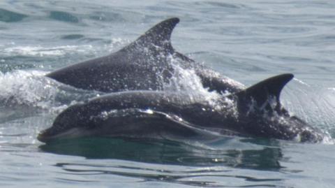 A dark-grey baby bottlenose dolphin swimming next to an adult dolphin in the sea off the Yorkshire coast