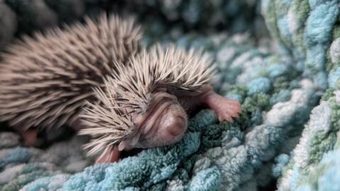 A very tiny newborn hedgehog, its eyes not open yet and it is lying on a blue blanket. Its face and paws are a very light pink and are so small they appear wrinkled.