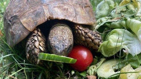 Ginger the tortoise lying on grass eating a piece of cucumber with a tomato beneath her head.