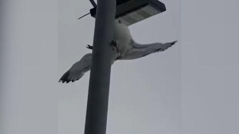 Herring gull stuck upside down on a lamppost