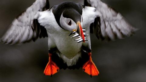A Puffin eating some tiny fish