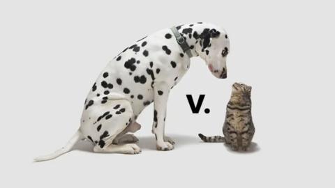 A Dalmatian dog looking down at a small cat. There is a letter V between them.