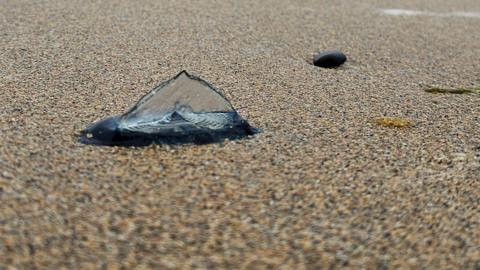 A jelly fish like creature, known as a By-the-Wind Sailor sits on a sandy beach in Northern Ireland, with the sea in the background. It is blue in colour and has a sail-like structure on its back