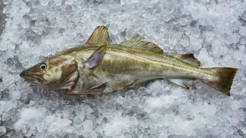 North Sea cod on ice