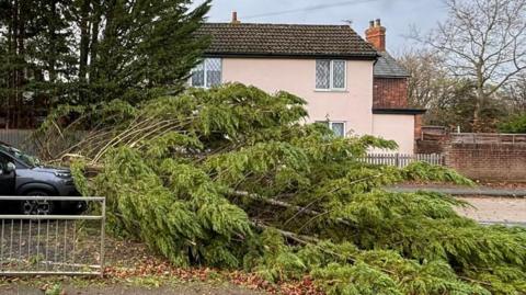 A large tree that has fallen down into a road and part of a car, the car is black, with two people standing by it and a person taking a photo by the side of the road. You can see a pink house and other trees on the other side of the road. 