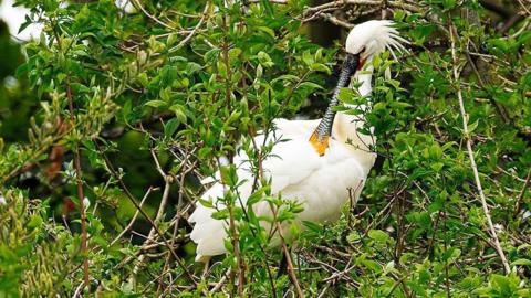 A spoonbill is sat in a tree among branches covered in green leaves. The white bird has a long black beak with a yellow tip. On the back of its head, the spoonbill has longer white feathers in a plume.