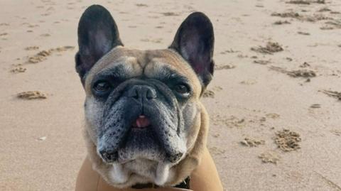 A cute French bulldog with a grey muzzle looks at the camera