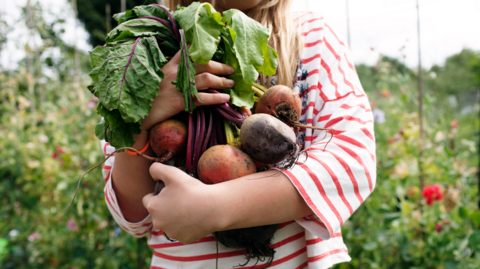 Young girl wearing a white and red stripy top carrying a bunch of beetroot which are pink and red. Behind her is a lot of greenery from the allotment