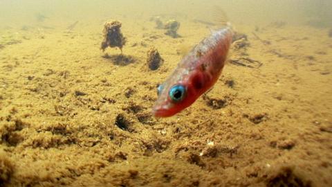 A pink stickelback swimming underwater with a brown riverbed visible below